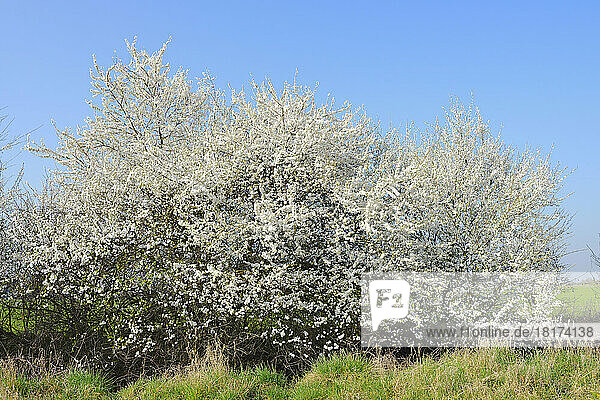 Blooming Blackthorn (Prunus spinosa) in Spring  Hesse  Germany