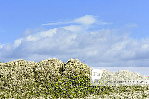 Blowing dune grass at the beach with a cloudy blue sky at Bamburgh in Northumberland  England  United Kingdom
