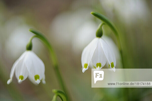 Close-up of Spring Snowflake (Leucojum Vernum) Blossoms in Forest in Spring  Upper Palatinate  Bavaria  Germany