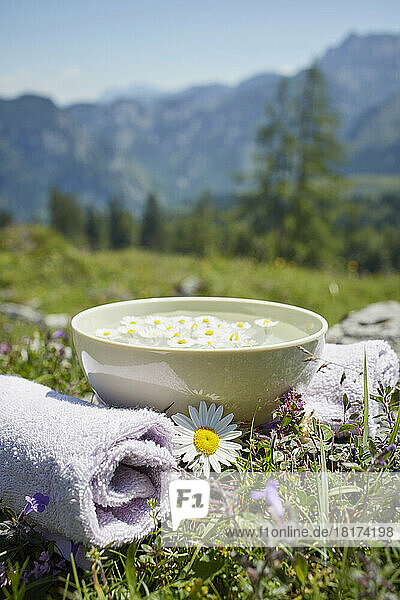 Oxeye Daisy by Bowl with Water and Chamomile  Strobl  Salzburger Land  Austria