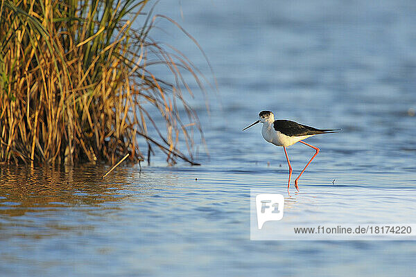 Black-winged Stilt (Himantopus himantopus) in Spring  Illmitz  Lake Neusiedl  Burgenland  Austria