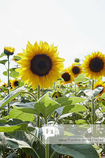 Field of Sunflowers in Summer  Carinthia  Austria