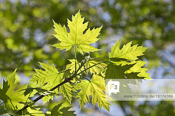 Close-Up of Maple Leaves in Spring