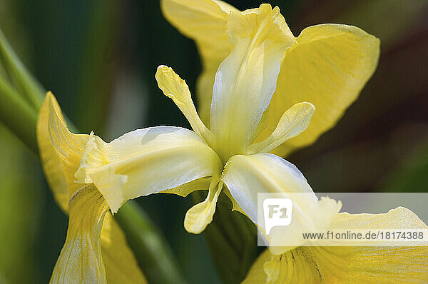 Close up of a yellow and white iris flower.; Brewster  Cape Cod  Massachusetts.