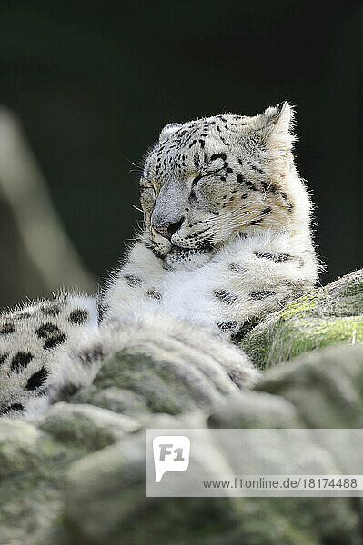Portrait of Snow Leopard (Panthera unica) in Zoo  Nuremberg  Bavaria  Germany