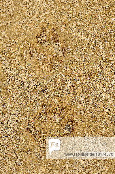 Close-up of Paw Prints in Sand  Upper Palatinate  Bavaria  Germany