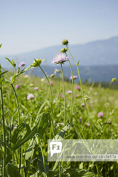 Flower Field in Summer  Carinthia  Austria