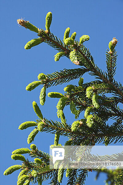 Close up of New Growth of Pine Tree in Spring  Ottawa  Ontario  Canada