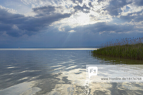 Reeds at Lake Neusiedl with Sun at Weiden am See  Burgenland  Austria