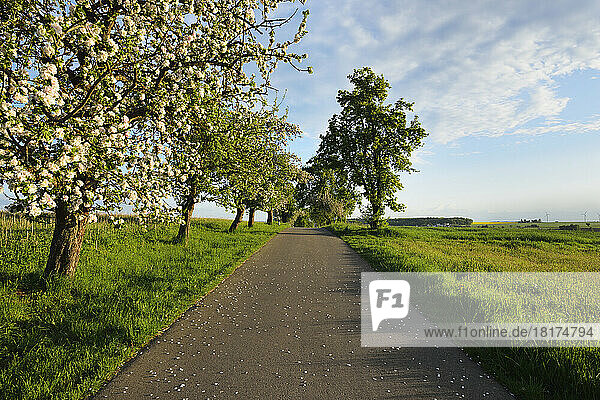 Rural Road with Blossoming Apple Tree in Spring  Walldurn  Neckar-Odenwald-District  Odenwald  Baden-Wurttemberg  Germany
