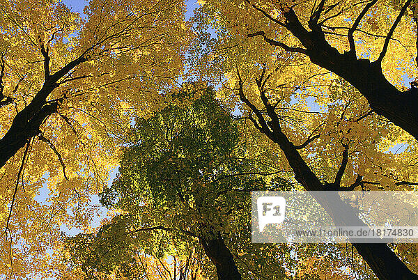 Autumn  Gatineau Park  Quebec  Canada