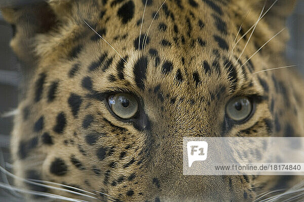 Close-up portrait of a Leopard (genus Panthera) at the Denver Zoo; Denver  Colorado  United States of America