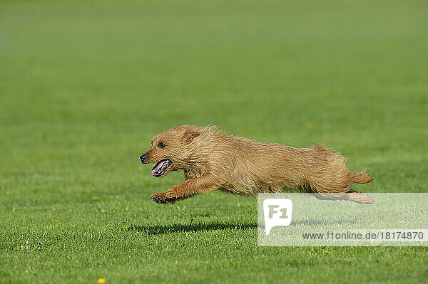 Australian Terrier Running in Meadow  Bavaria  Germany