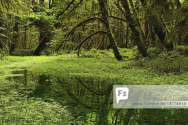 A meadow inside the Quinault Valley Rain Forest. A moss-covered tree is reflected in the standing water. Olympic Peninsula  Washington State.; Quinault Valley Rain Forest  Olympic Peninsula  Washington