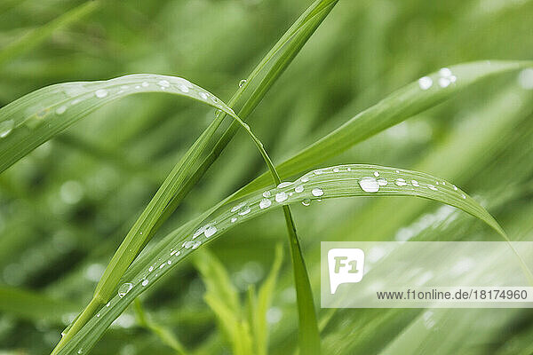 Close up of Dew on Grass  Ottawa  Ontario  Canada