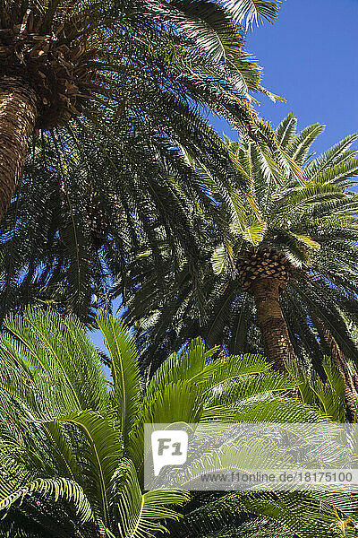 Palm Trees  Mirage Hotel and Casino  Paradise  Las Vegas  Nevada  USA