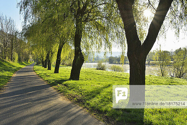 Sun through Branches of Weeping Willow by Cycle Path and River Main in Morning  Stadtprozelten  Churfranken  Spessart  Miltenberg-District  Bavaria  Germany