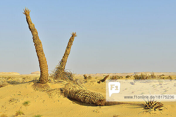 Desert Landscape with Dried Date Palms  Matruh Governorate  Libyan Desert  Sahara Desert  Egypt  Africa