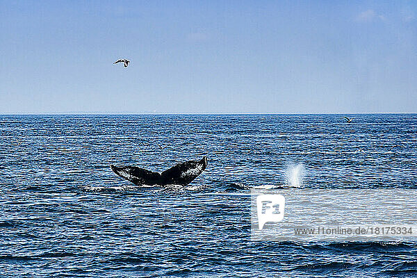 Humpback Whales  Stellwagen Bank  Gloucester  Cape Ann  Massachusetts  USA