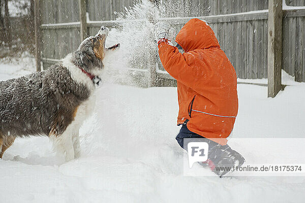 Boy having Snowball Fight with his Australian Shepherd Dog  Maryland  USA
