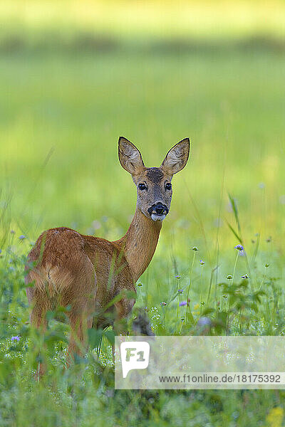 European Roe Deer (Capreolus capreolus) in Meadow  Hesse  Germany