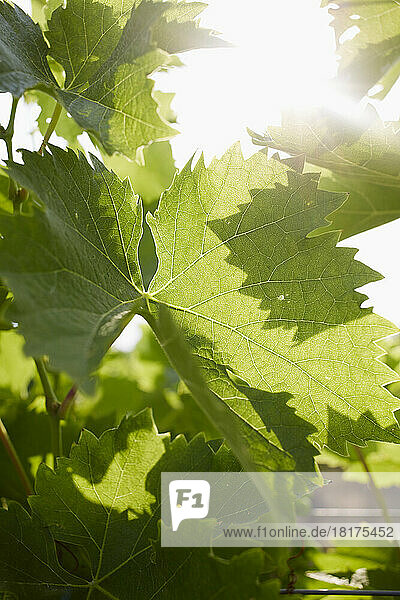 Close-up of Backlit Grape Vine Leaves  Lower Austria  Austria