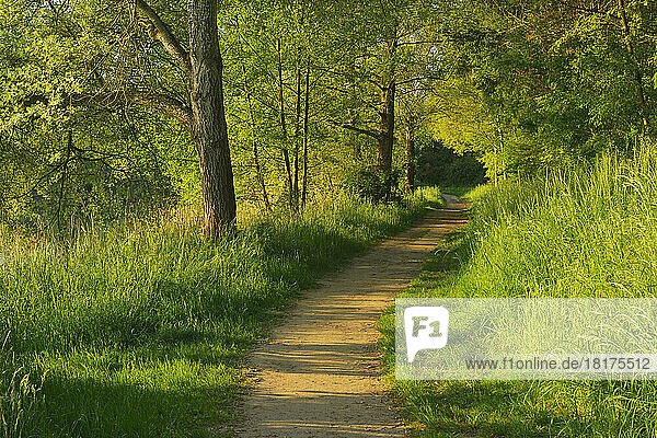 Path in Morning in Spring  Niedernberg  Miltenberg District  Churfranken  Franconia  Bavaria  Germany