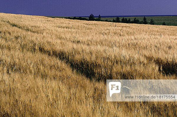 Barley Field  Prince Edward Island  Canada