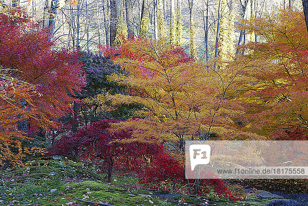Japanese maples in fall foliage in a garden.; New York.