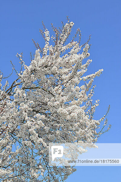 Blooming Blackthorn (Prunus spinosa) in Spring  Hesse  Germany
