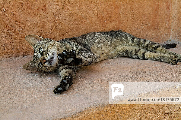 Portrait of Cat Stretching on Ledge