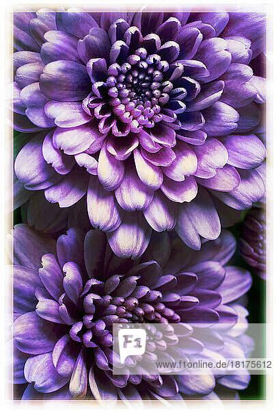 Close up of purple  autumn mums  studio shot
