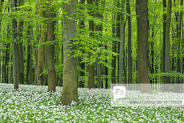Ramsons (Allium ursinum) in European Beech (Fagus sylvatica) Forest in Spring  Hainich National Park  Thuringia  Germany