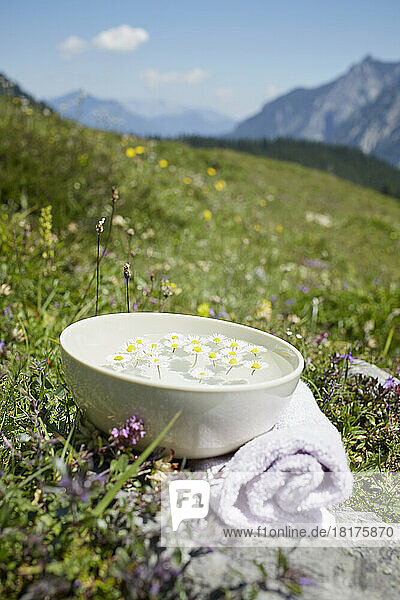 Bowl with Water and Chamomile  Strobl  Salzburger Land  Austria