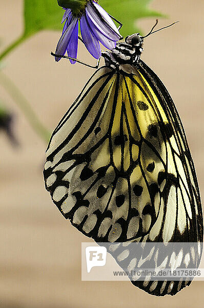 A rice paper butterfly  Idea leuconoe  resting on a flower.; Westford  Massachusetts.