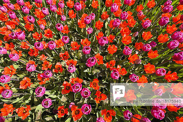 Colorful red and pink tulips in spring at the Keukenhof Gardens in Lisse  South Holland in the Netherlands