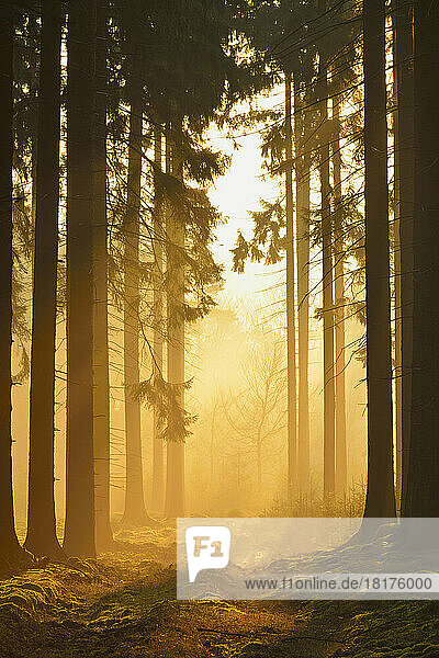 Spruce Forest in Early Morning Mist at Sunrise  Odenwald  Hesse  Germany