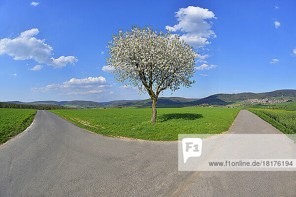 Forked Road with Blossoming Cherry in Spring  Miltenberg  Spessart  Franconia  Bavaria  Germany