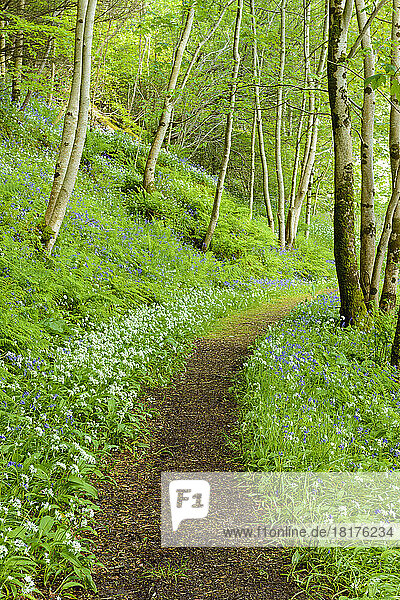 Pathway through spring forest with bear's garlic and bluebells near Armadale on the Isle of Skye in Scotland  United Kingdom