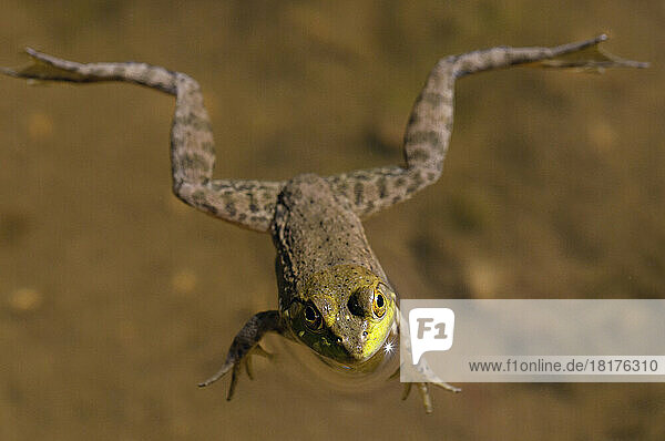 Portrait of an American bullfrog  Rana catesbeiana  floating in a pond.; Estabrook Woods  Concord  Massachusetts.