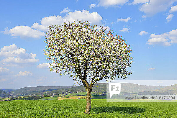 Blossoming Cherry Tree in Spring  Miltenberg  Spessart  Franconia  Bavaria  Germany