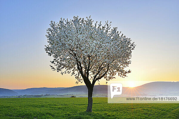 Blossoming Cherry Tree in Spring at Sunrise  Miltenberg  Spessart  Franconia  Bavaria  Germany