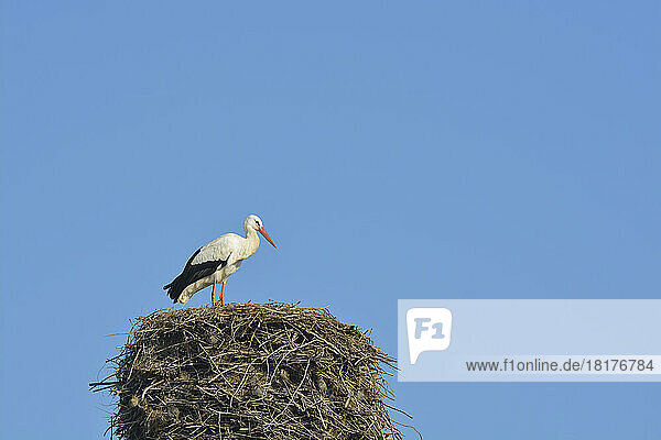 White Stork (Ciconia ciconia) on Nest  Hesse  Germany