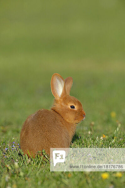 Portrait of Baby Rabbit in Spring Meadow  Bavaria  Germany