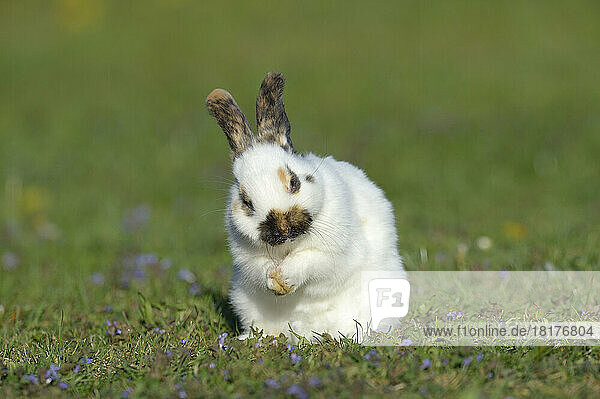 Portrait of Baby Rabbit Cleaning it's Face in Spring Meadow  Bavaria  Germany