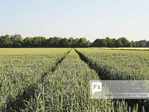 Wheat field with tire tracks  Germany