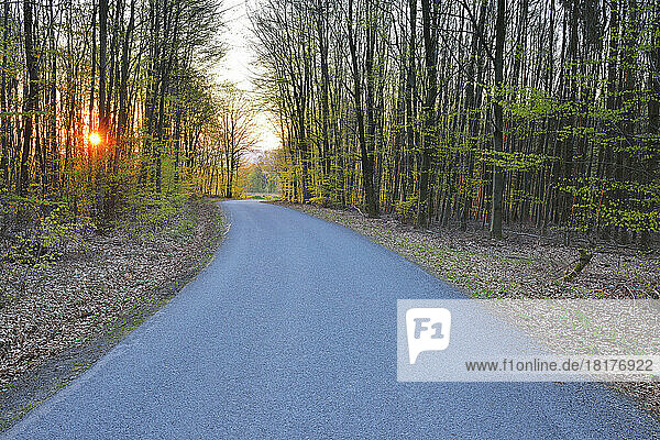 Country Road at Sunrise in Spring  Schippach  Miltenberg  Odenwald  Bavaria  Germany