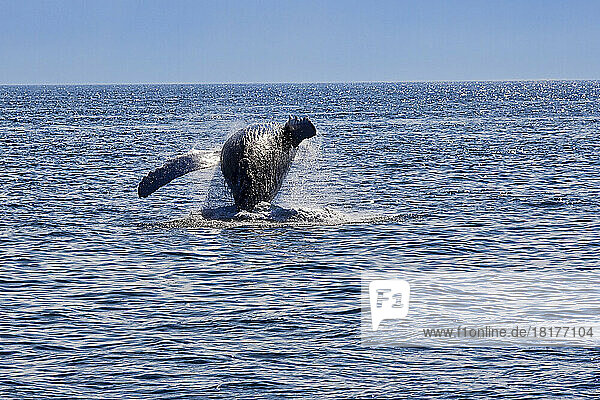 Humpback Whale Breaching  Stellwagen Bank  Gloucester  Cape Ann  Massachusetts  USA