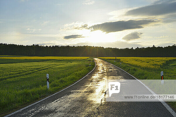 Rural Road with Canola Field and Sun in Spring  Reichartshausen  Amorbach  Odenwald  Bavaria  Germany