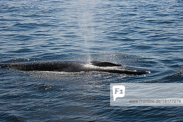 Humpback Whale Surfacing  Stellwagen Bank  Gloucester  Cape Ann  Massachusetts  USA